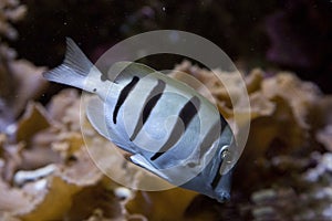 The Acanthurus triostegus convict tang, convict surgeonfish. photo