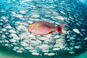 Acanthurus xanthopterus Yellowfin or purple Surgeonfish