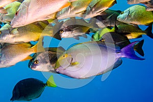 Acanthurus xanthopterus Yellowfin or purple Surgeonfish