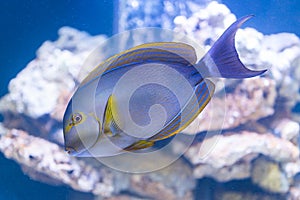 Acanthurus xanthopterus - yellowfin surgeonfish