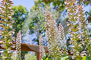 Acanthus, also known as Bear\'s Breech, decorative plants with attractive, shiny, lobed leaves