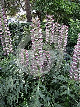 Acanthus spinosus flower in garden