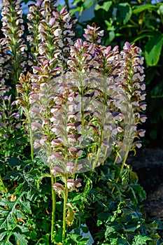 Acanthus hungaricus flowering Hungarian Bearâ€™s-breeches.