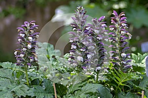 Acanthus hungaricus high flowering plant, herbaceous purple white green flower in bloom on stem photo