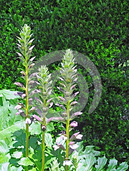 Acanthus mollis