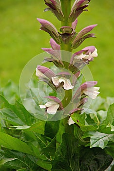 Acanthus mollis