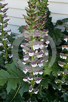 Acanthus mollis, bear's breaches