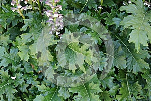 Acanthus mollis, bear's breaches