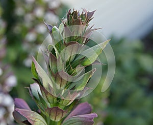 Acanthus mollis, bear's breaches photo