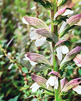 Acanthus mollis (Bear's Breech)