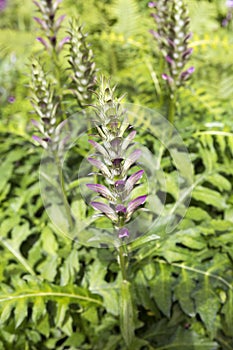 Acanthus Mollis (Bear's Breeches) flower