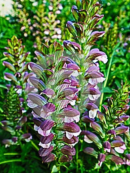 Acanthus mollis, bears breaches