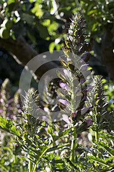 Acanthus spinosus in flower in summer