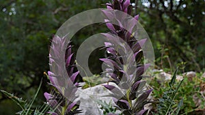 Acanthus spinosus, Spiny Bear`s Breeches flowers in a garden