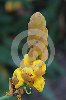 Acapulo in garden at thailand