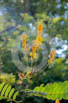 Acapulo in garden at thailand