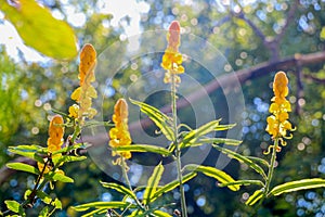 Acapulo in garden at thailand