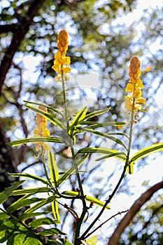 Acapulo in garden at thailand