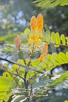 Acapulo in garden at thailand