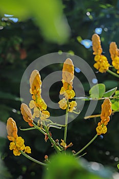 Acapulo in garden at thailand