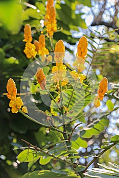 Acapulo in garden at thailand