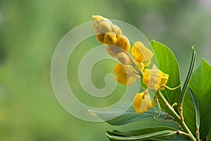 Acapulo or senna alata on bokeh nature background