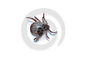 Acari tick Dermacentor marginatus isolated on white background. Dorsal view of isolated ixodes tick