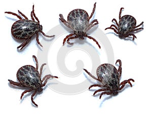 Acari tick Dermacentor marginatus isolated on white background. Dorsal view of isolated ixodes tick. five variants photo