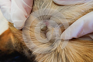 Acarus. Parasite. German shepherd dog was bitten by a tick. At the vet's appointment. We remove the large tick from the dog