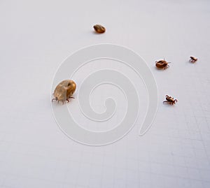 Acarus. Parasites. Several ticks removed from a dog after walking on white paper photo