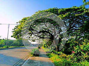 Acasia tree viewed afar on the streets