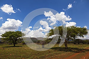 Acasia trees and clouds
