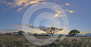 Acasia trees and clouds at sunrise