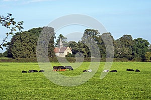Acaster Malbis village church behind a field of cows, North Yorkshire, England