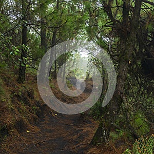 Acatenango Guatemala Hiking Trail