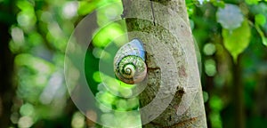 Acavus phoenix giant tree snail on a tree trunk climbs up slowly. Rose-colored shell and endemic to Sri Lanka with a value for