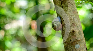 Acavus phoenix giant tree snail on a tree trunk climbs up slowly. Rose-colored shell and endemic to Sri Lanka with a value for