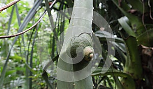 An Acavus phoenix land snail sticks on to a long spiky Pandanus leaf