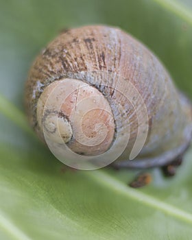 Acavus snail on the leaf