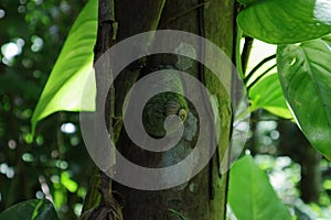 An Acavus Superbus land snail is on the surface of an Areca nut palm trunk