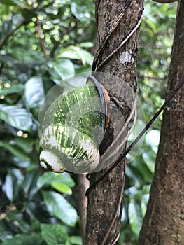 Acavus superbus Snell with green background in Gampola