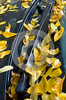 Accacia leafs on windscreen