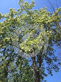 Accasia tree in park