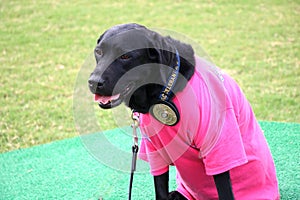 Accelerant and Explosives Detection Dog