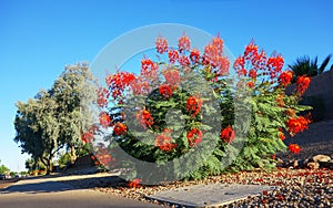 Accent shrub of Red Bird of Paradise (Caesalpinia pulcherrima