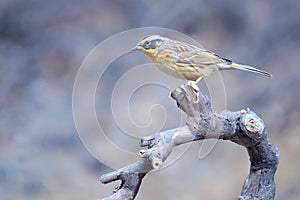 Accentor