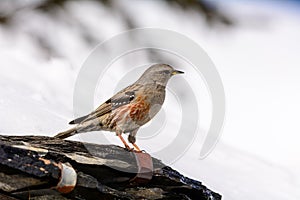 Accentor - (Prunella collaris montana)