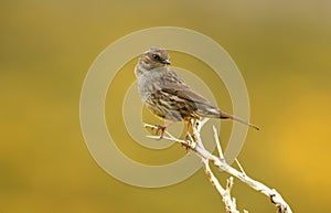 Accentor in spring in gredos