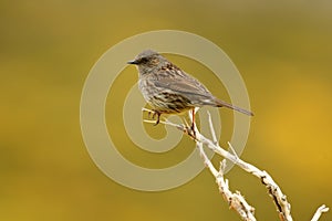 accentor in spring in gredos