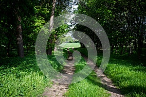 Access track through woodland photo